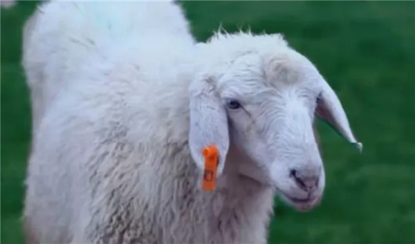 物农网捉牢“订单农业+直播“，打造健康生活方式